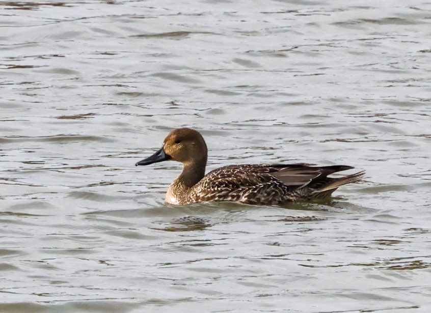 Pintail, Beddington Farmlands (I Jones).