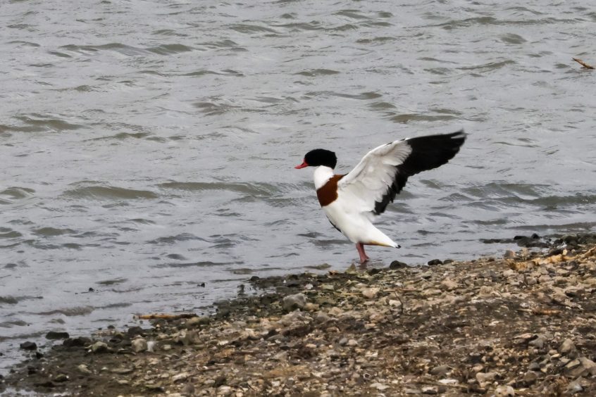 Shelduck, Beddington Farmlands (I Jones).