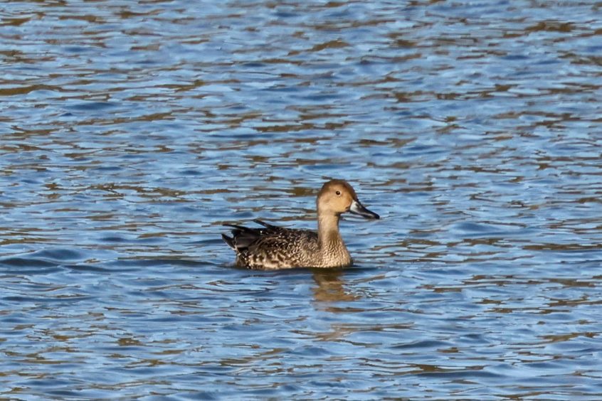 Pintail, Beddington Farmlands (I Jones).