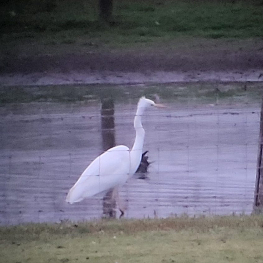 Great Egret, Tice&#039;s Meadow (K Duncan).