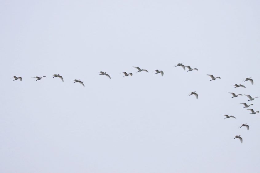 Cattle Egrets, Holmethorpe SP (G Hay).