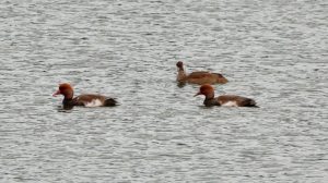Red-crested Pochard, Holmethorpe SP (G Hay).