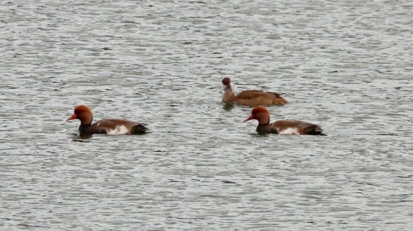 Red-crested Pochard, Holmethorpe SP (G Hay).