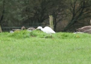 Cattle Egret, Newdigate (W Attridge).