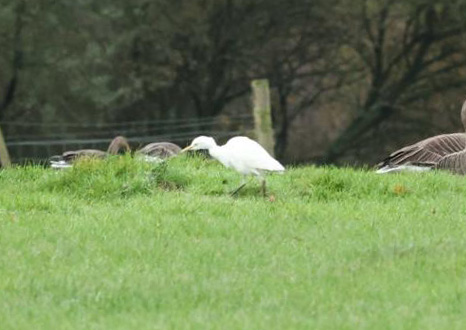 Cattle Egret, Newdigate (W Attridge). Cattle Egret, Newdigate (W Attridge).