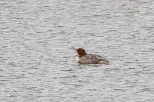 Goosander, Beddington Farmlands (I Jones).