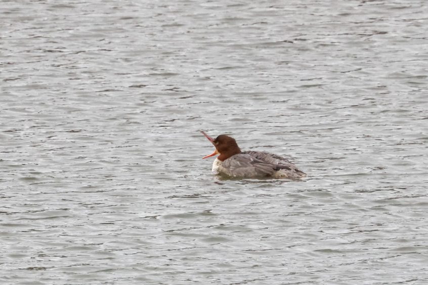 Goosander, Beddington Farmlands (I Jones). Goosander, Beddington Farmlands (I Jones).