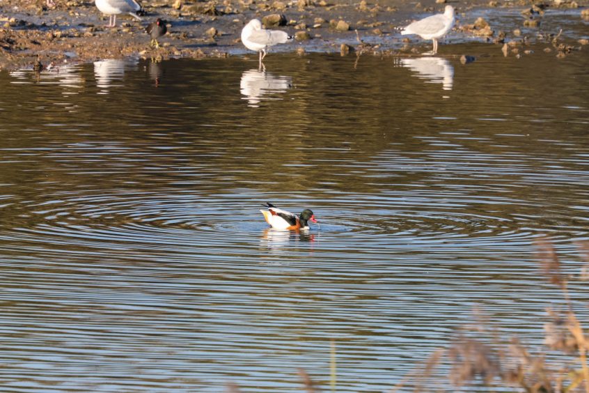 Shelduck, Beddington Farmlands (I Jones). Shelduck, Beddington Farmlands (I Jones).
