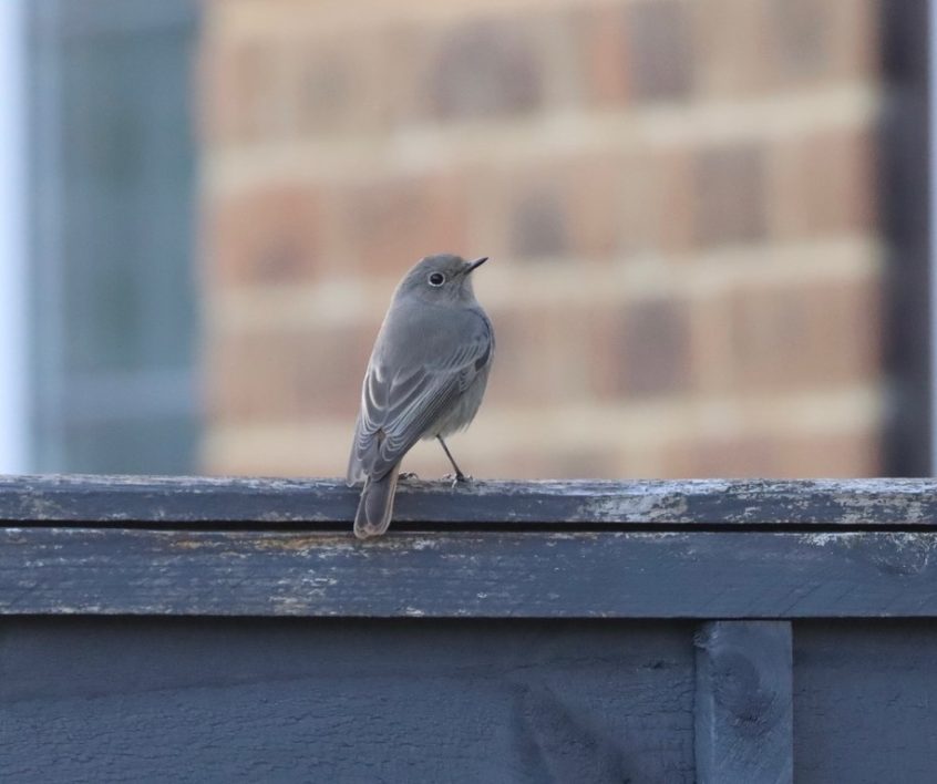 Black Redstart, Godstone (G Hay). Black Redstart, Godstone (G Hay).