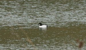 Goldeneye, Holmethorpe SP (G Hay).