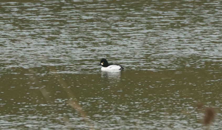 Goldeneye, Holmethorpe SP (G Hay). Goldeneye, Holmethorpe SP (G Hay).