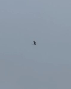 Great Egret, Capel (W Attridge).