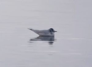 Little Gull, Island Barn Reservoir (D Harris).