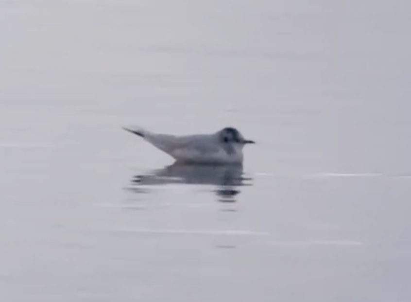 Little Gull, Island Barn Reservoir (D Harris). Little Gull, Island Barn Reservoir (D Harris).