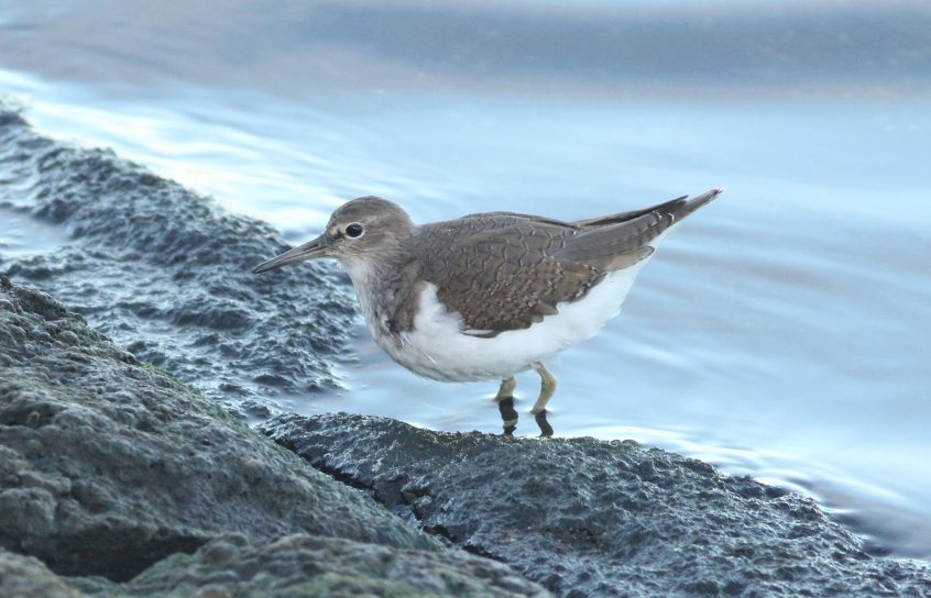 Common Sandpiper, Island Barn Reservoir (D Harris). Common Sandpiper, Island Barn Reservoir (D Harris).