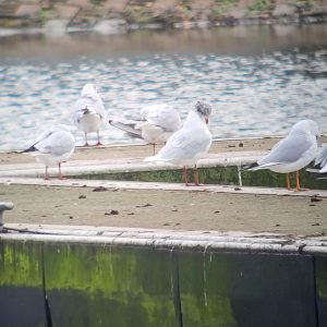 Mediterranean Gull, Papercourt GP (K Duncan).