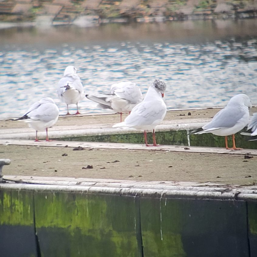 Mediterranean Gull, Papercourt GP (K Duncan). Mediterranean Gull, Papercourt GP (K Duncan).