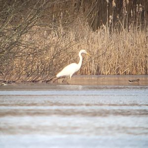 Great Egret, Tongham GP (K Duncan).