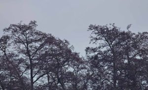 Great Egrets, Enton Lakes (D Brassington).
