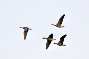White-fronted Geese, Alfold (R Stride).