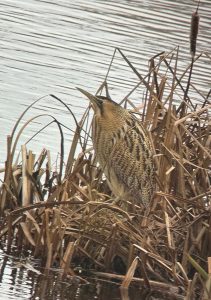Bittern, London Wetland Centre (F Wright).