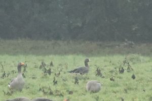 White-fronted Goose, Cranleigh (M Leitch).