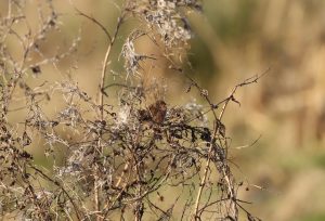 Dartford Warbler, Holmethorpe SP (G Hay).
