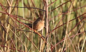 Dartford Warbler, Holmethorpe SP (G Hay).