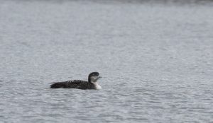 Great Northern Diver, Island Barn Reservoir (D Harris).