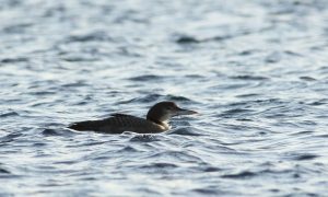 Great Northern Diver, Island Barn Reservoir (D Harris).