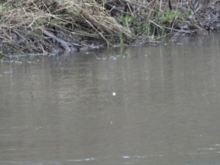 Goosander, Leatherhead (J Snell).