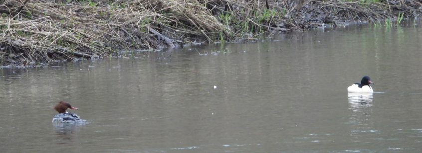 Goosander, Leatherhead (J Snell).