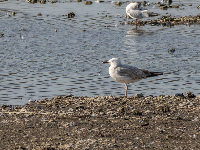Caspian Gull, Beddington Farmlands (J Pettit).