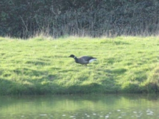 Brent Goose, Alfold (W Attridge).