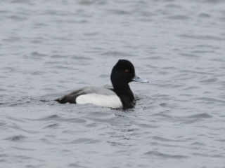 Lesser Scaup, Walton Reservoir (D Harris).