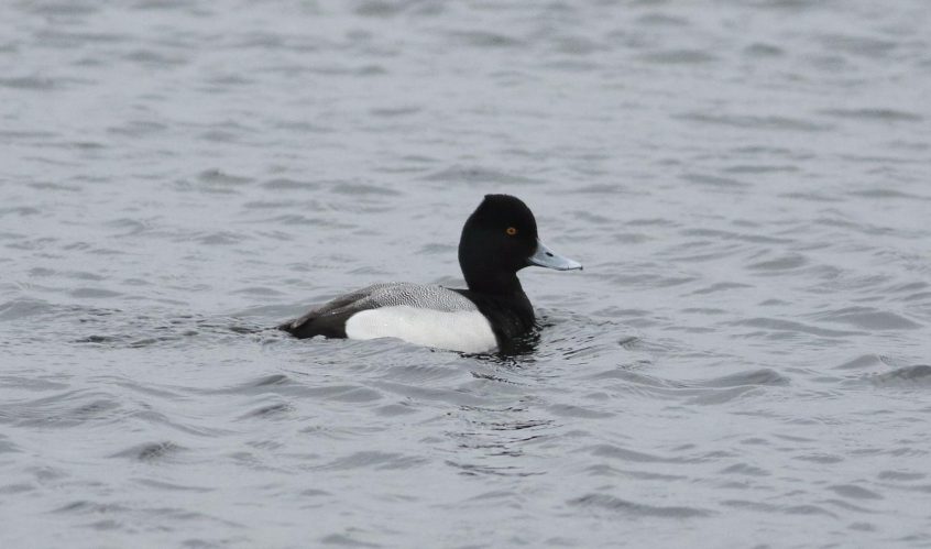 Lesser Scaup, Walton Reservoir (D Harris).