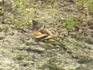 Brambling, Effingham Forest (T Ledger).
