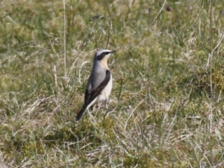 Wheatear, Pewley Down (K Britten).