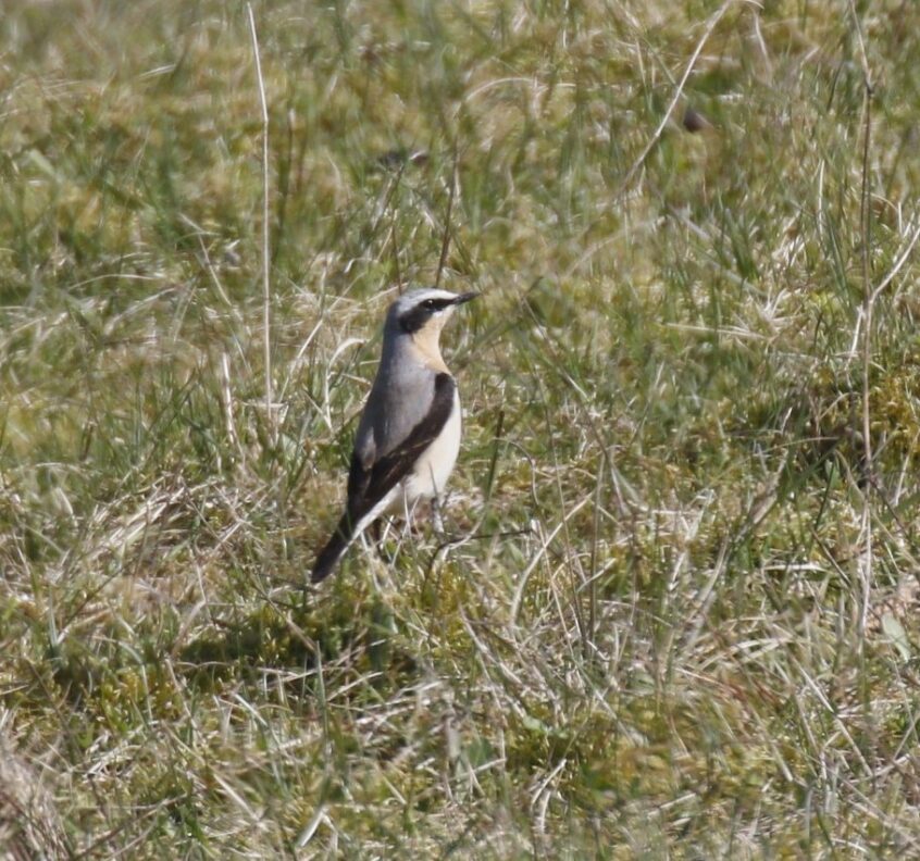 Wheatear, Pewley Down (K Britten).