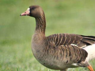 White-fronted Goose, Waverley Abbey (K Duncan).