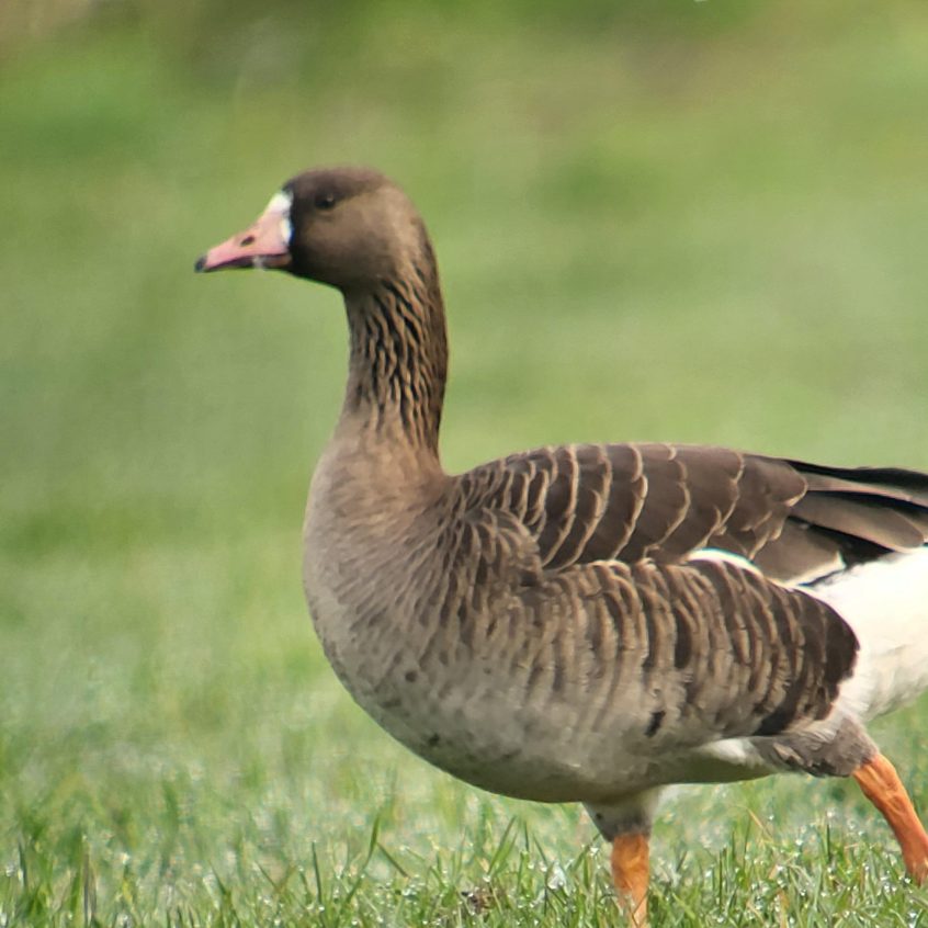 White-fronted Goose, Waverley Abbey (K Duncan).