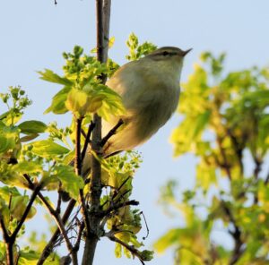 Willow Warbler, Beddington Farmlands (G Jones).