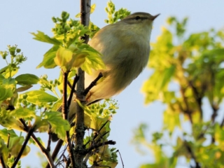 Willow Warbler, Beddington Farmlands (G Jones).