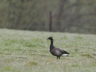 Brent Goose, Beddington Farmlands (G Jones).