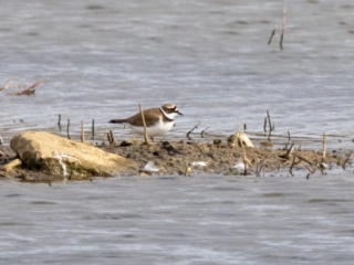 Little Ringed Plover, Beddington Farmlands (I Jones).