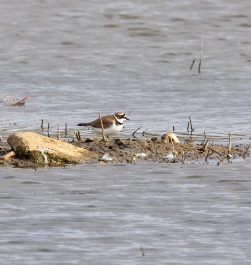 Little Ringed Plover, Beddington Farmlands (I Jones).
