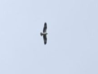 Osprey, Capel (W Attridge).