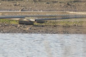 Little Ringed Plover, Beddington Farmlands (J Pettit).