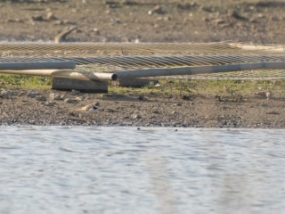 Little Ringed Plover, Beddington Farmlands (J Pettit).