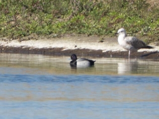Lesser Scaup, Walton Reservoir (C Turner).